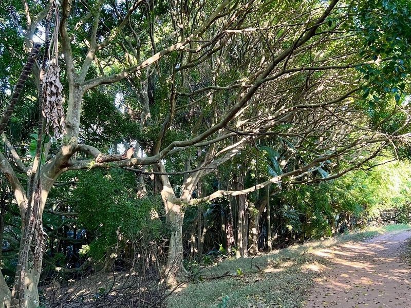 A natural, wooded garden area featuring mature trees and a dirt pathway, offering a serene and private outdoor setting.