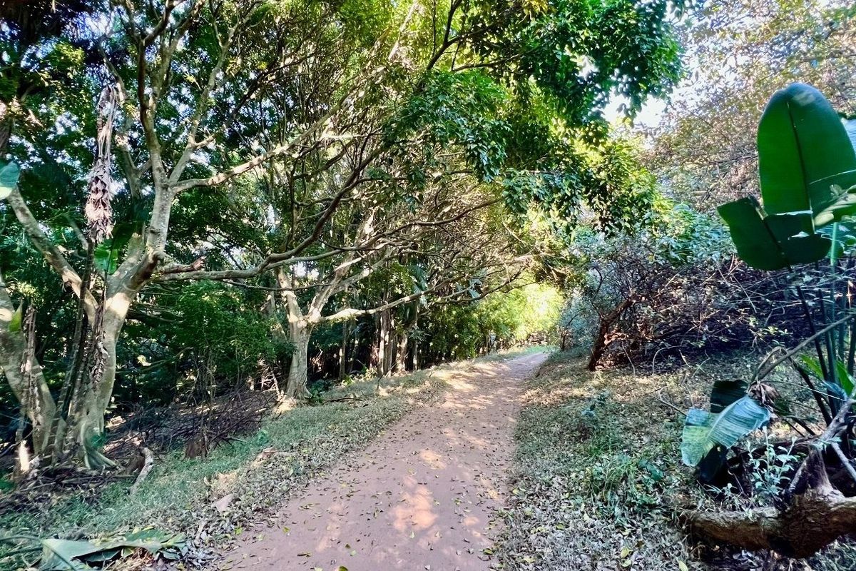 A natural, wooded garden area featuring mature trees and a dirt pathway, offering a serene and private outdoor setting.