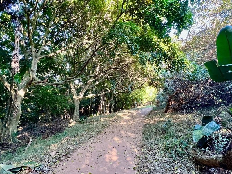 A natural, wooded garden area featuring mature trees and a dirt pathway, offering a serene and private outdoor setting.