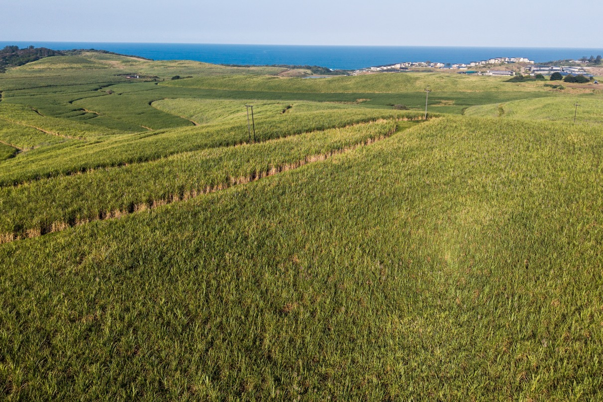 An aerial view of expansive agricultural farmland featuring rolling green fields with distant ocean views.