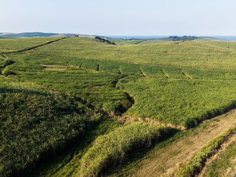 An expansive aerial view of rolling agricultural farmland and sugarcane fields, featuring a paved road bordering the property with distant coastal views.