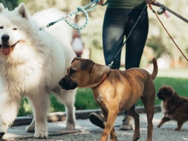 A photograph showing a person walking multiple dogs on a paved path in an outdoor setting.