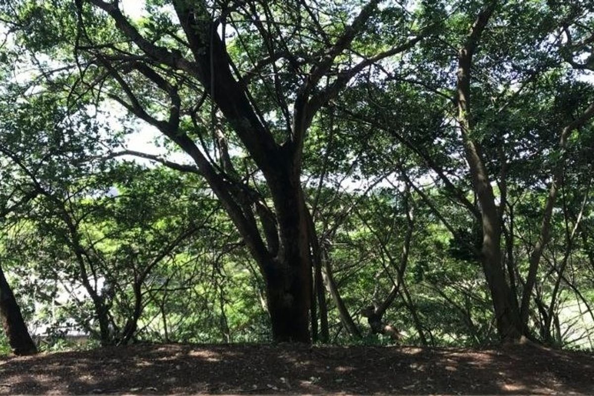 A view of a naturally wooded area featuring mature trees and established vegetation on the residential land.