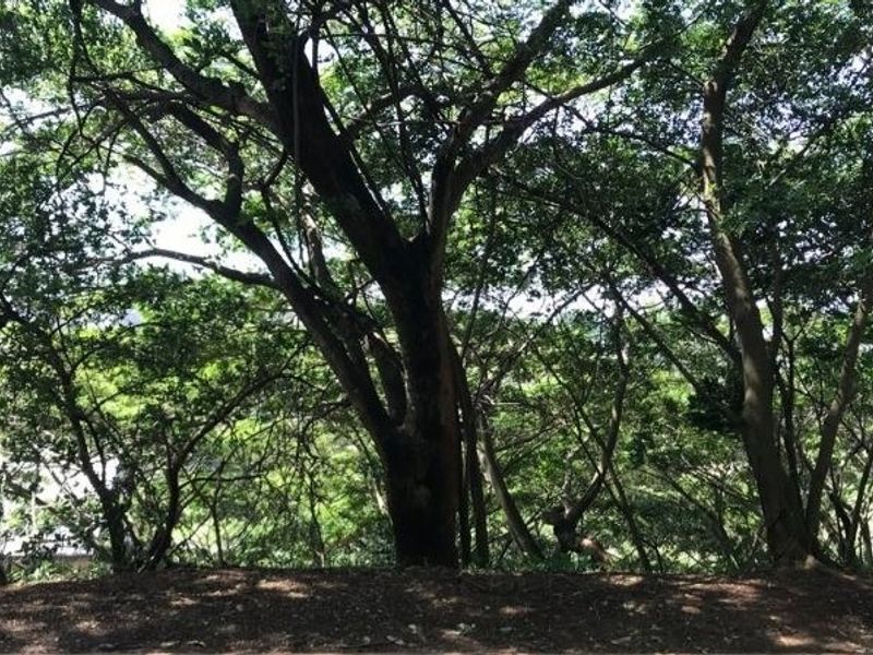 A view of a naturally wooded area featuring mature trees and established vegetation on the residential land.