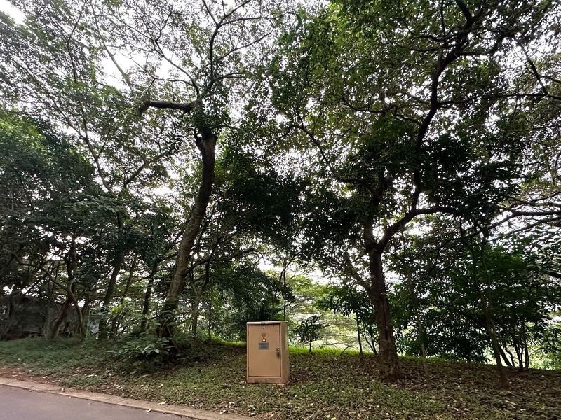 A view of a vacant residential plot featuring mature trees and a roadside electrical utility box.