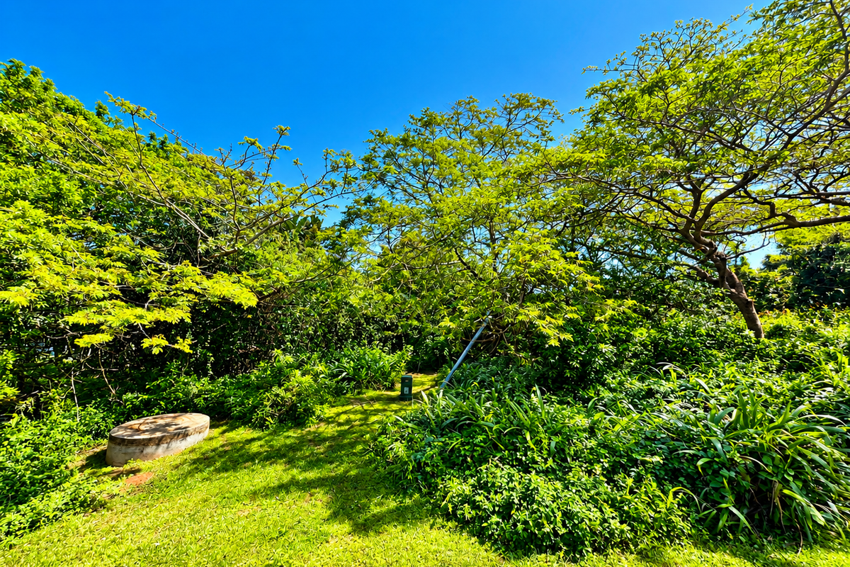 A view of a residential vacant land plot featuring mature trees, lush greenery, and a concrete septic tank cover.