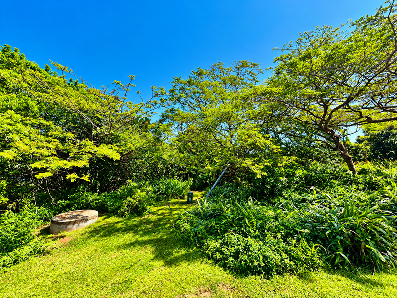 A view of a residential vacant land plot featuring mature trees, lush greenery, and a concrete septic tank cover.