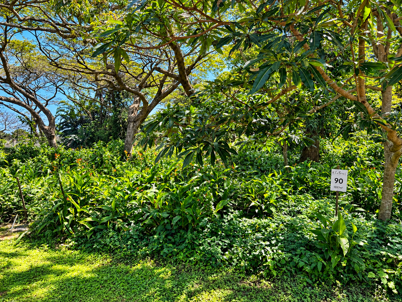 A lush, well-established garden area featuring mature trees and dense tropical foliage on a residential plot.