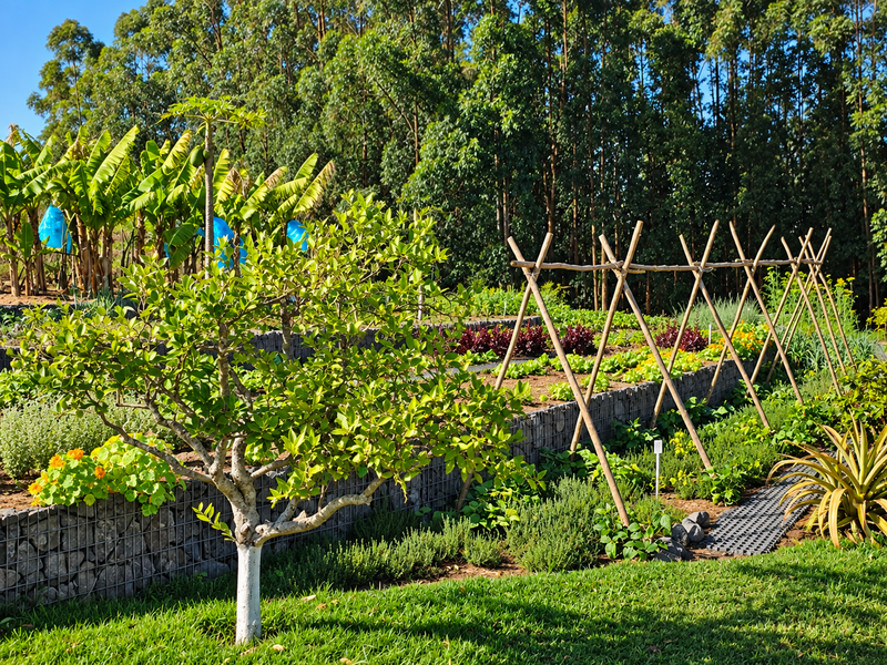 A well-maintained terraced garden featuring gabion retaining walls, wooden trellises for climbing plants, and established fruit trees and vegetable beds.
