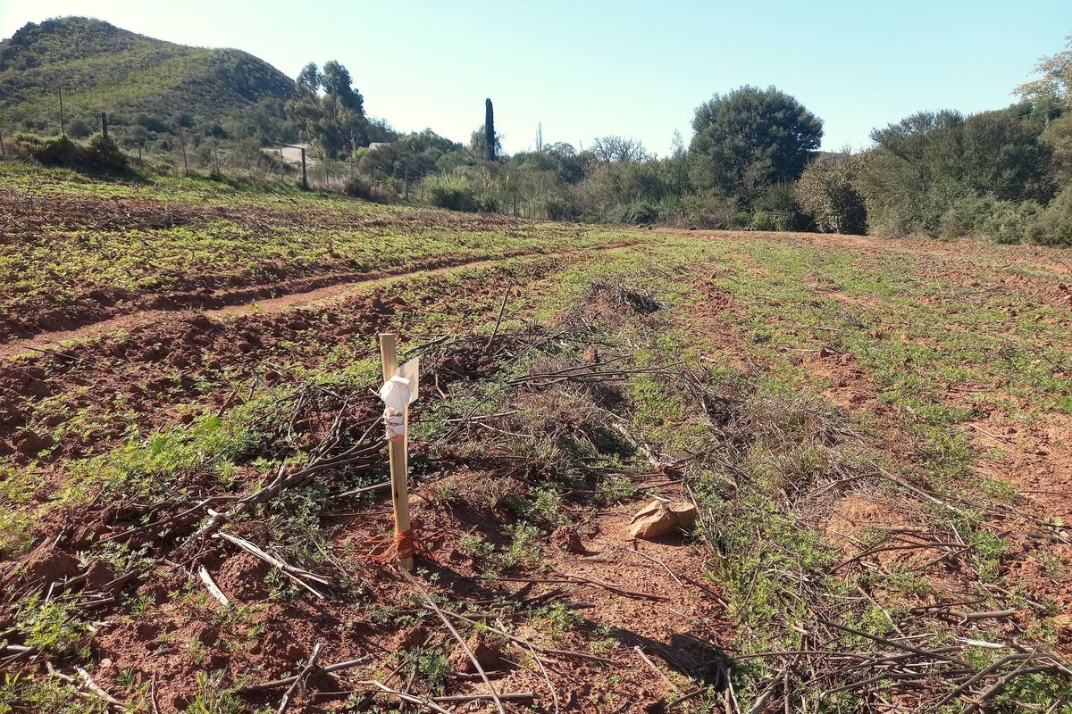 An expansive, open plot of land on a small holding, featuring cleared soil and natural landscape surroundings.