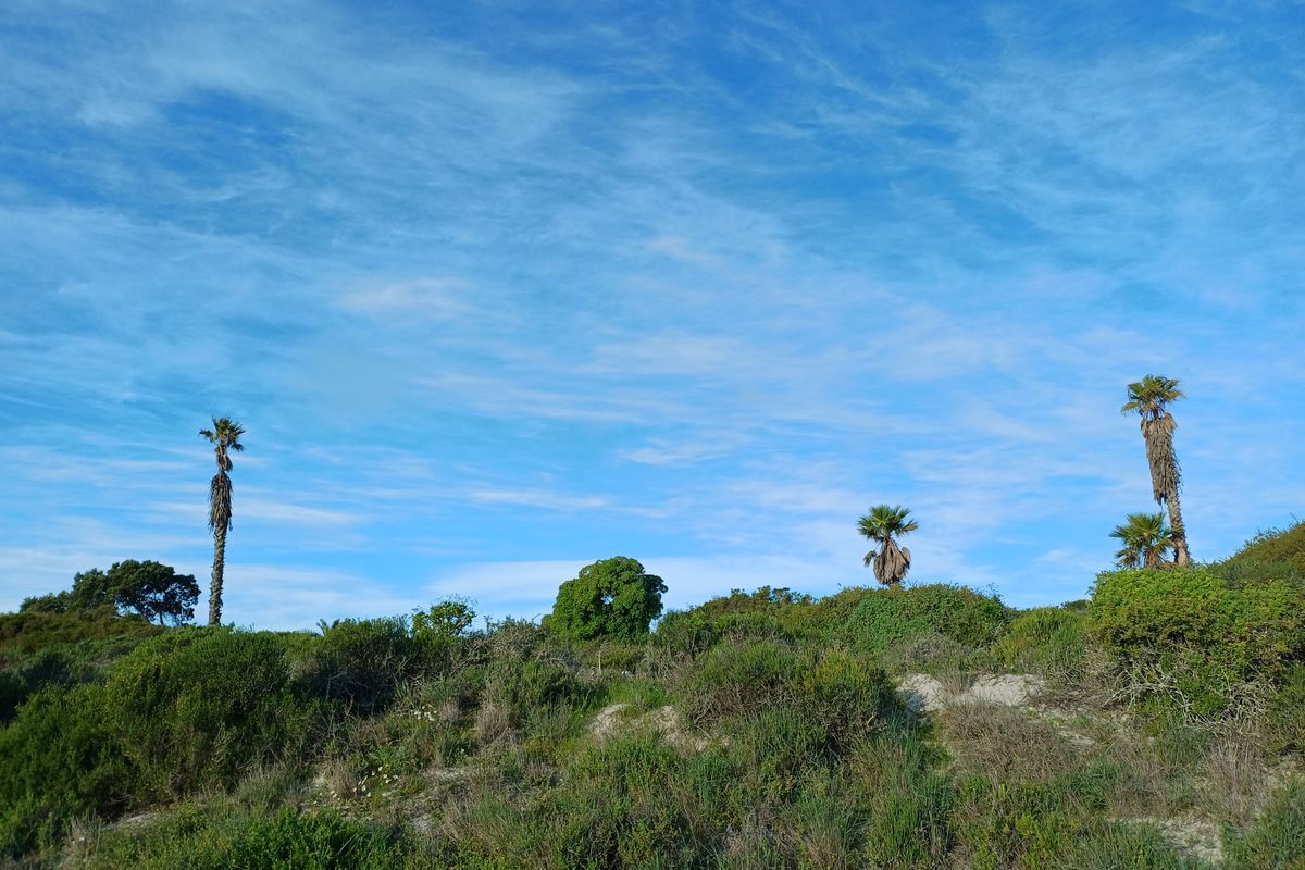 A view of the natural, undeveloped landscape featuring native shrubs and established palm trees under a clear blue sky.