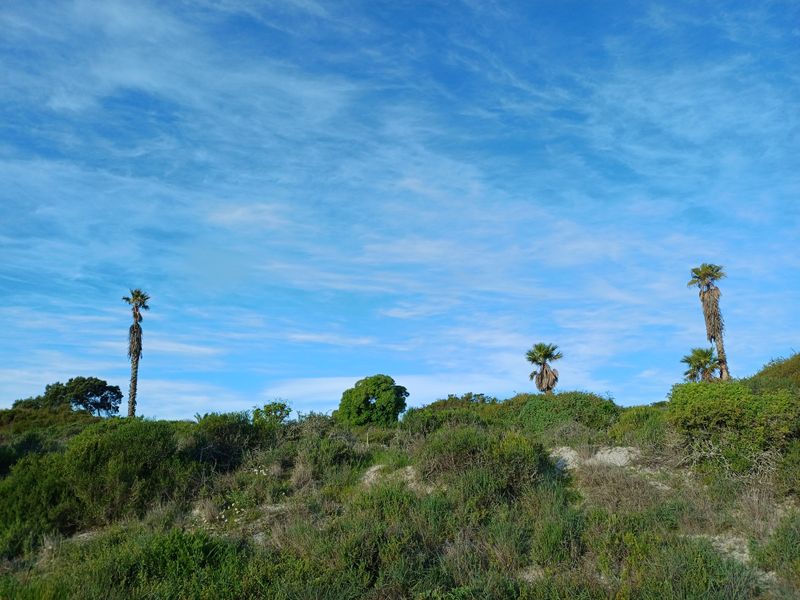 A view of the natural, undeveloped landscape featuring native shrubs and established palm trees under a clear blue sky.