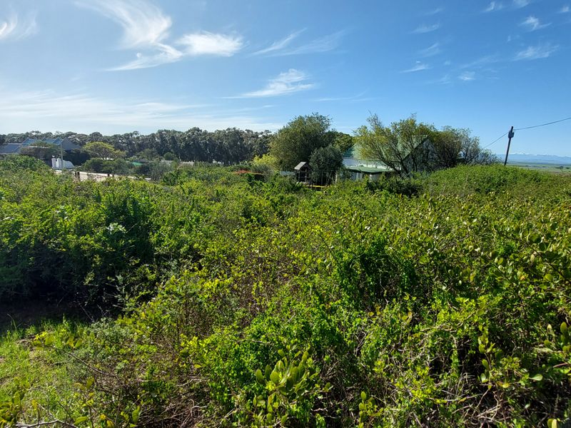 A view of a large, overgrown garden area with dense natural vegetation and mature trees under a clear blue sky.