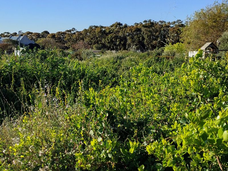 A view of a lush, overgrown garden area featuring mature trees and dense vegetation, providing a natural outdoor setting.