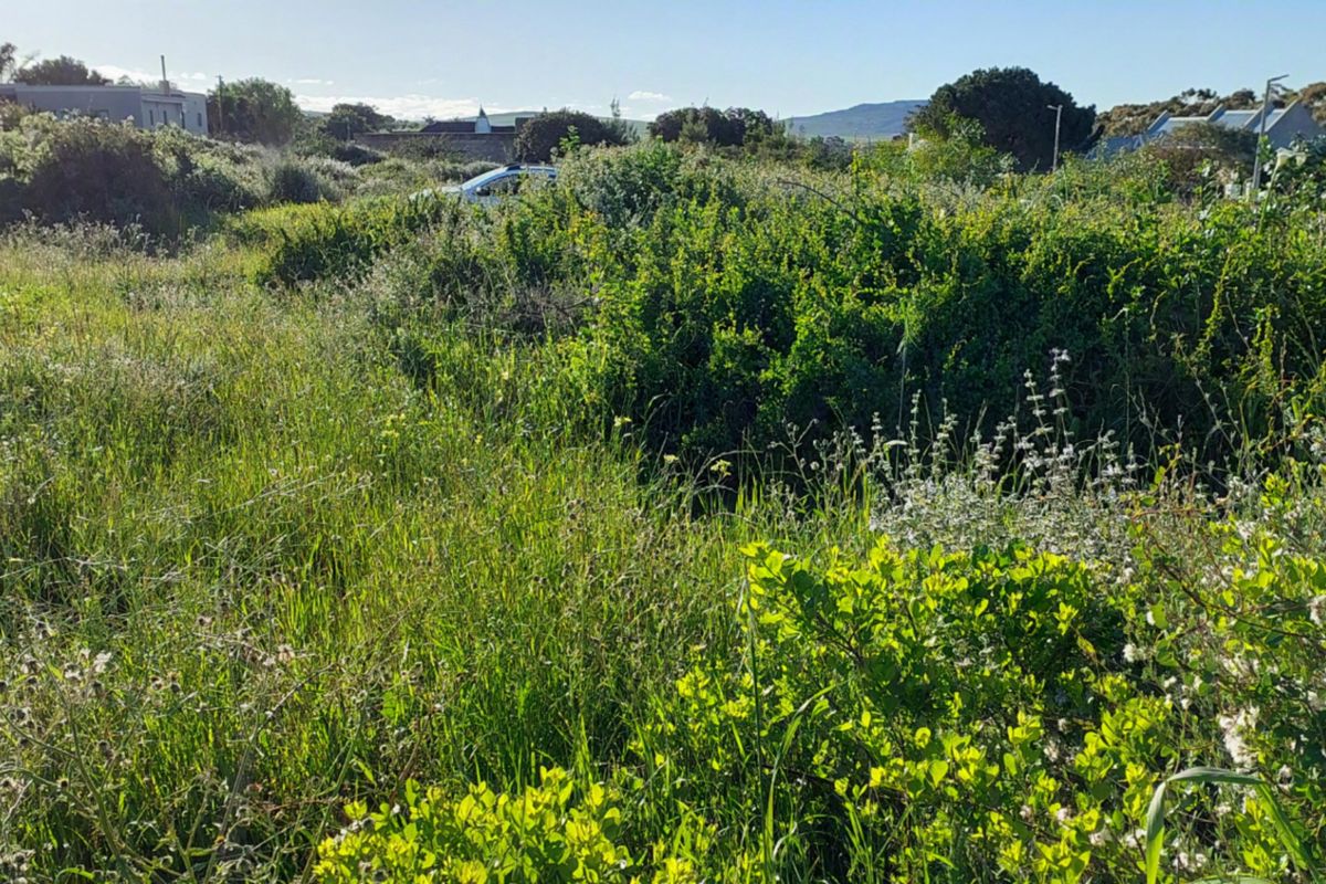 An undeveloped plot of land featuring overgrown natural vegetation and wild grasses, offering a blank canvas for future landscaping or development.