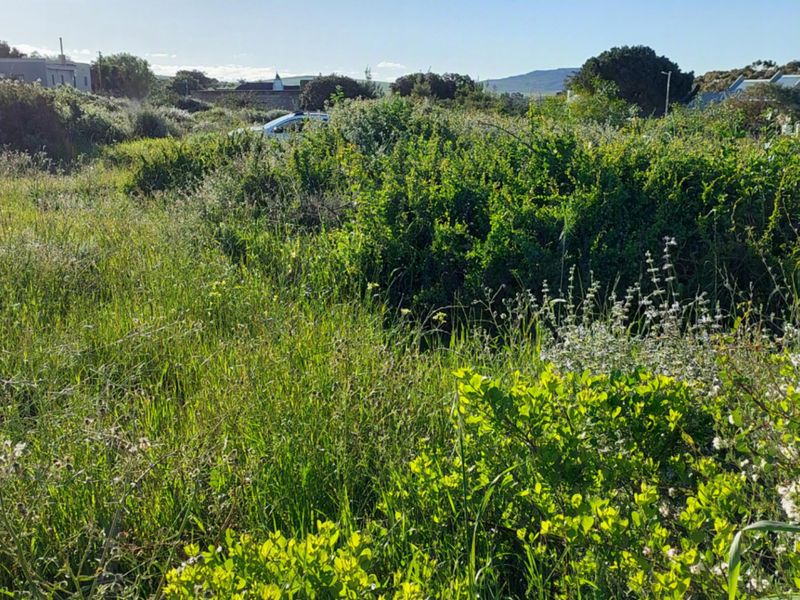 An undeveloped plot of land featuring overgrown natural vegetation and wild grasses, offering a blank canvas for future landscaping or development.