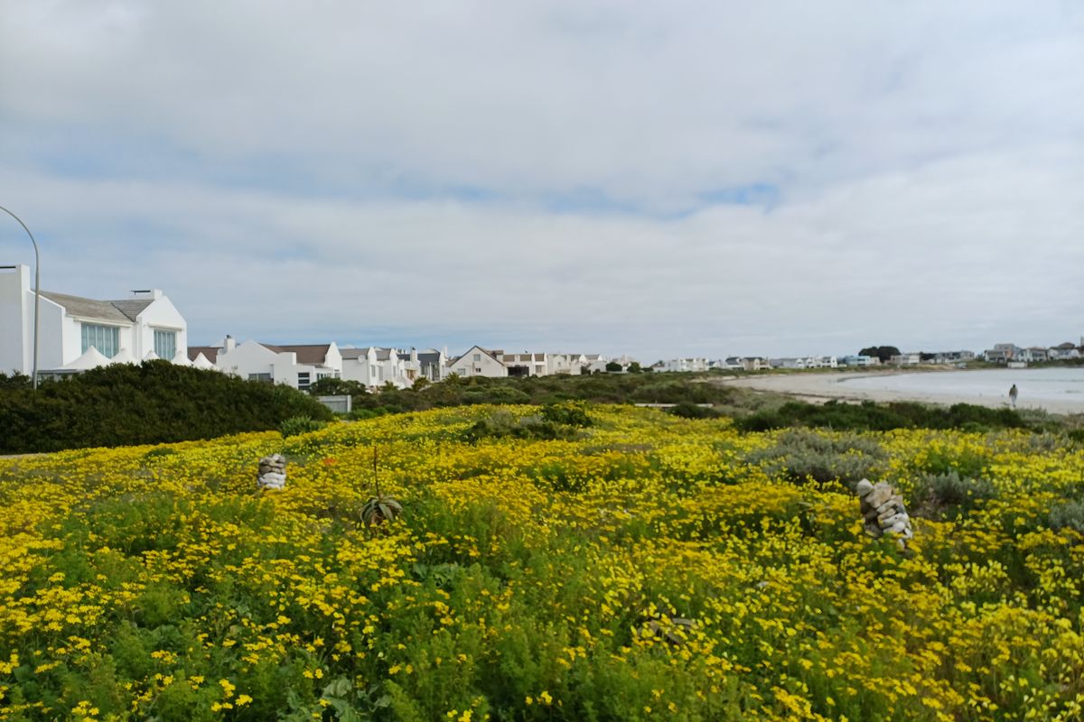 A scenic view of a coastal landscape featuring vibrant yellow wildflowers with residential properties visible in the background near the shoreline.