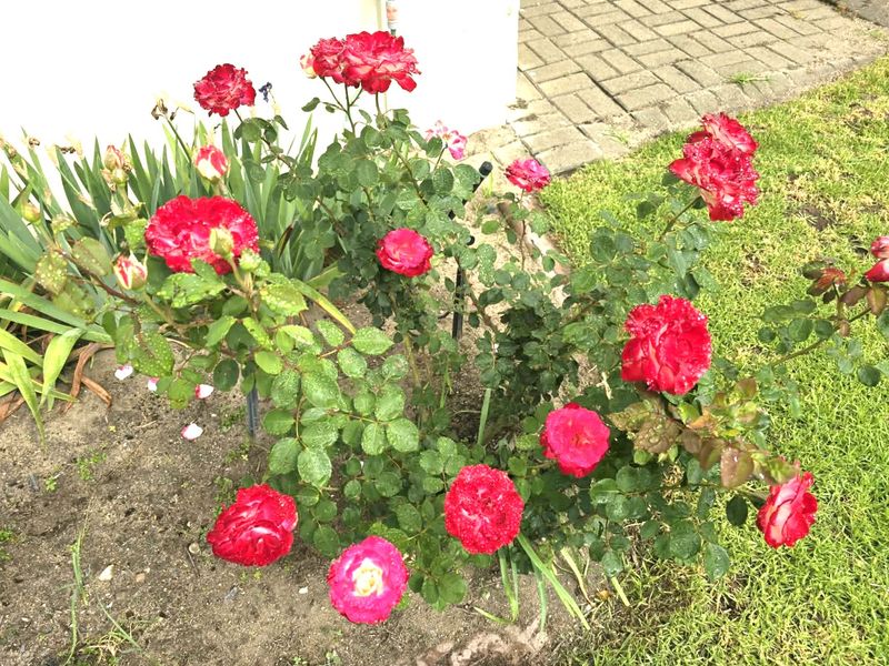 A garden bed featuring a rose bush with red flowers, adjacent to a paved walkway and lawn area.