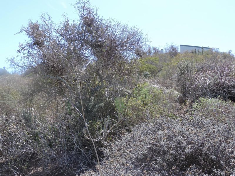 Well placed plot to provide views over Saldanha Bay! - Photo 9