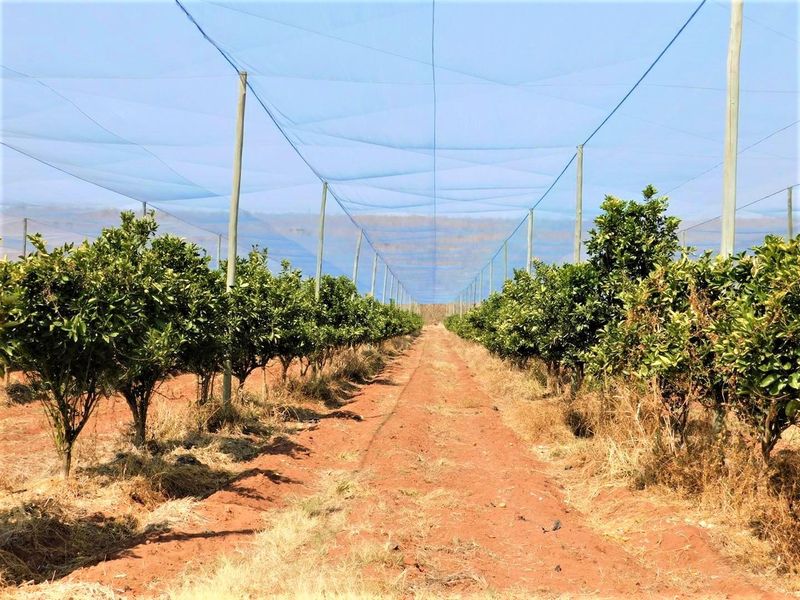 A well-maintained citrus orchard featuring protective netting supported by structural poles and an integrated irrigation system for optimal crop management.