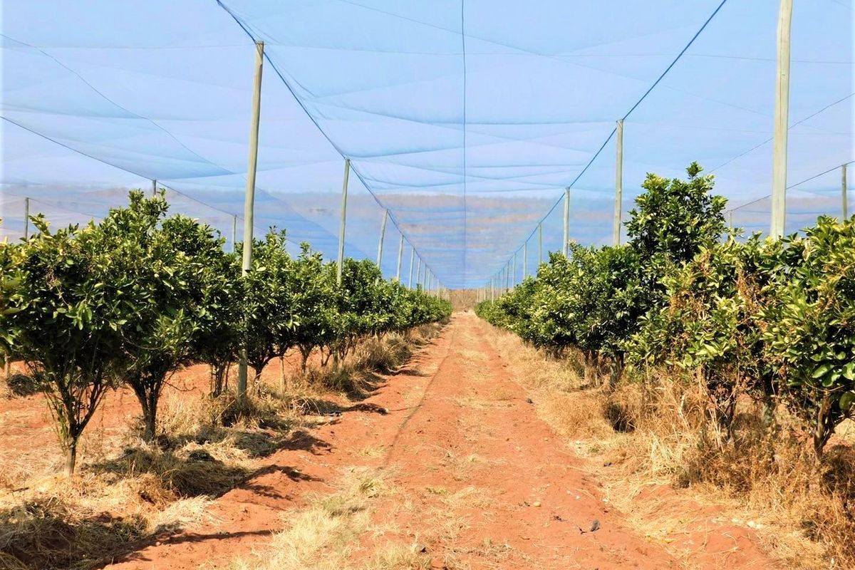 A well-maintained citrus orchard featuring protective netting supported by structural poles and an integrated irrigation system for optimal crop management.