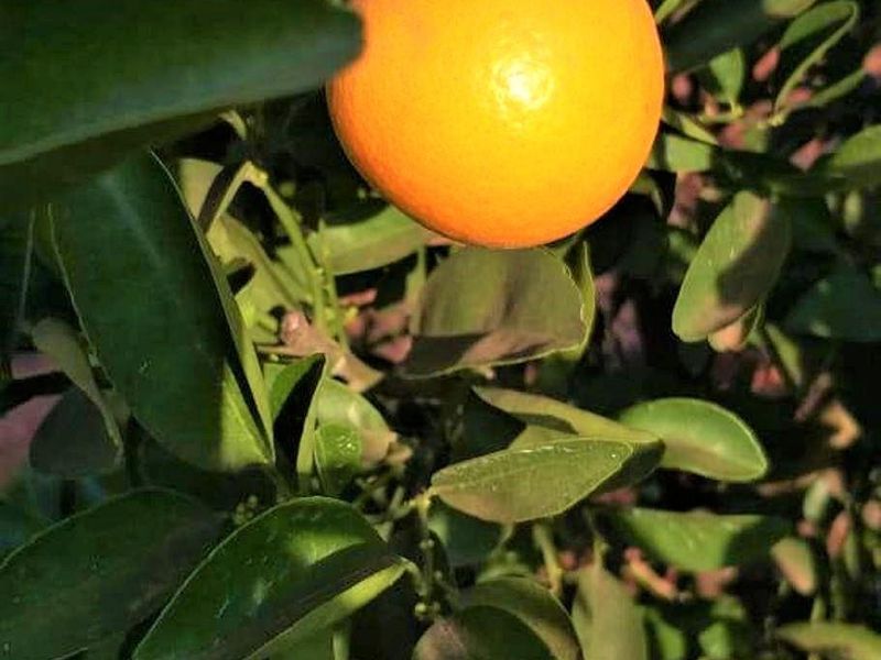 A close-up view of a healthy citrus tree bearing fresh fruit, showcasing the productive agricultural potential of the farm's orchard area.