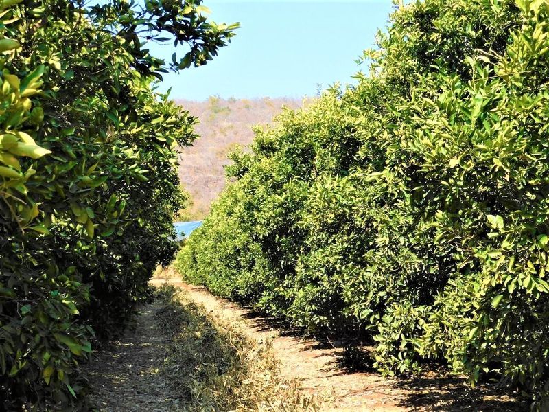 A view of a well-maintained orchard with rows of mature fruit trees on the farm property.