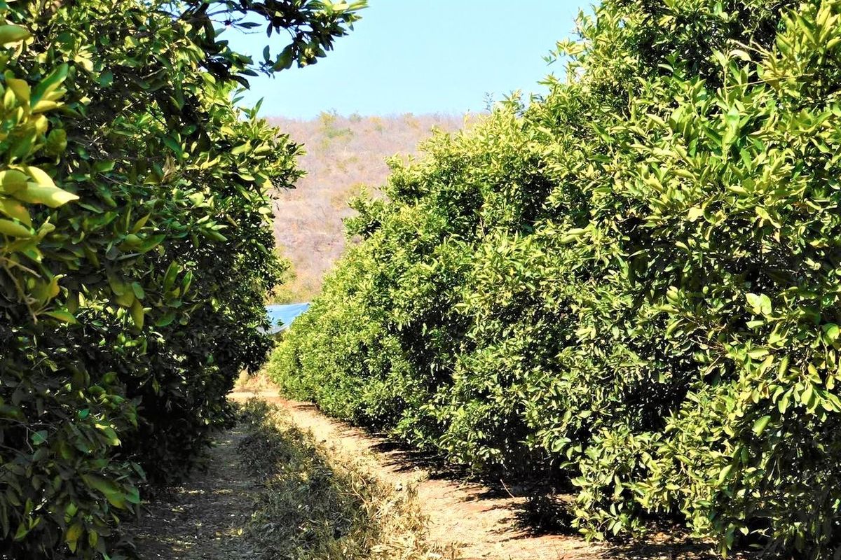 A view of a well-maintained orchard with rows of mature fruit trees on the farm property.