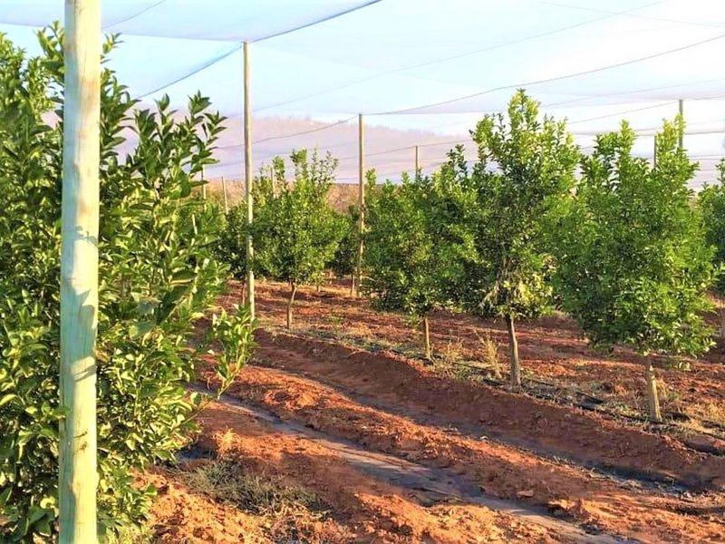 A well-maintained citrus orchard featuring rows of young trees supported by timber poles and protected by overhead agricultural netting with an integrated irrigation system.