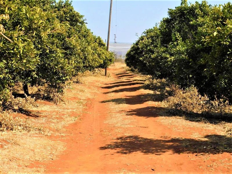 A view of a farm orchard with rows of fruit trees lining a dirt access path.