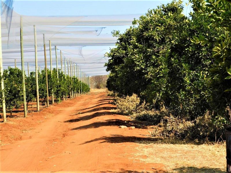 A well-maintained citrus orchard featuring protective overhead netting and support poles, providing an efficient agricultural environment for crop production.