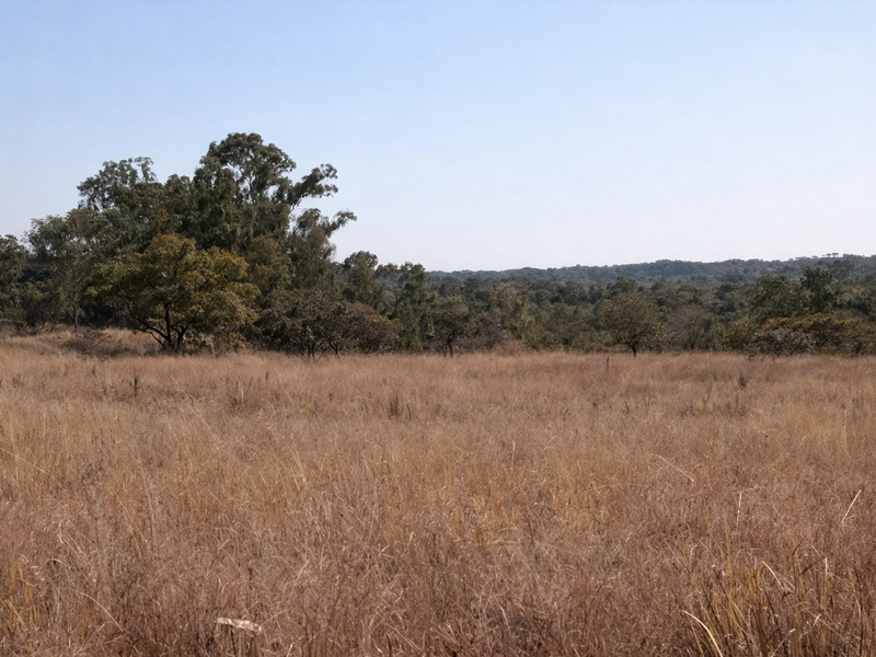 A view of a large, undeveloped commercial land plot featuring natural grass cover and mature trees in a rural setting.