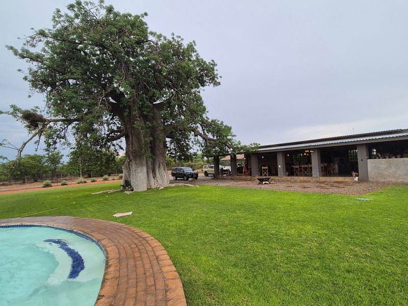 Spacious outdoor area featuring a swimming pool with brick coping, a large mature baobab tree, and a covered patio overlooking the garden.