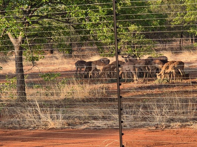 A view of the natural farm landscape featuring a herd of impala grazing behind an electric security fence.