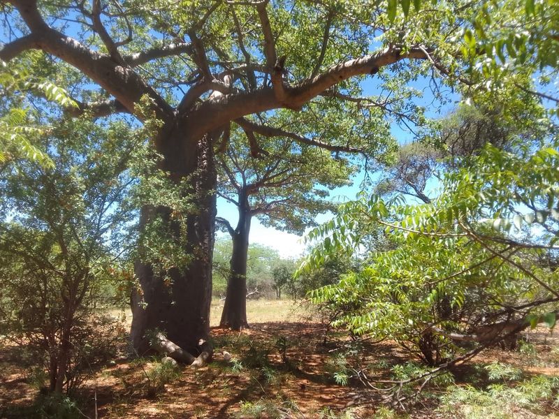 A scenic view of the farm property featuring large, mature baobab trees and natural indigenous vegetation.