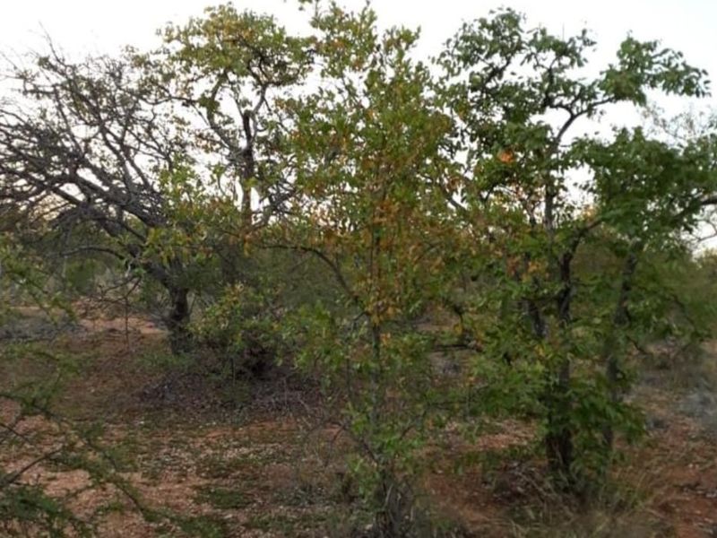 A view of the natural landscape and indigenous trees on the small holding property.