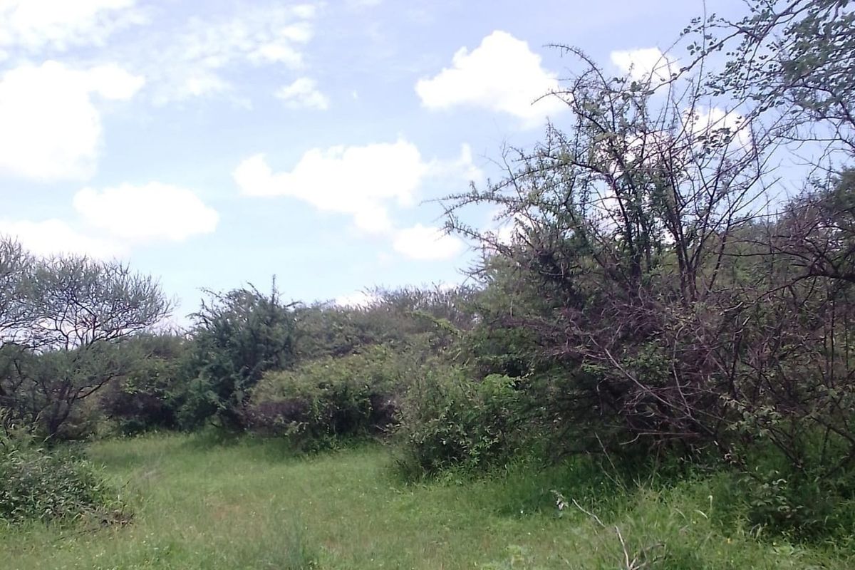 A view of the natural, undeveloped garden area featuring indigenous trees and wild grass on the small holding property.