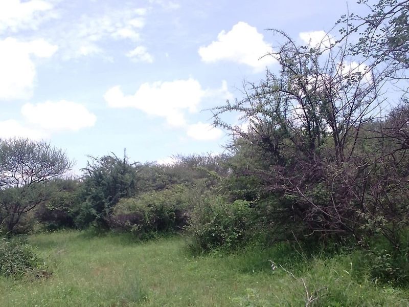 A view of the natural, undeveloped garden area featuring indigenous trees and wild grass on the small holding property.