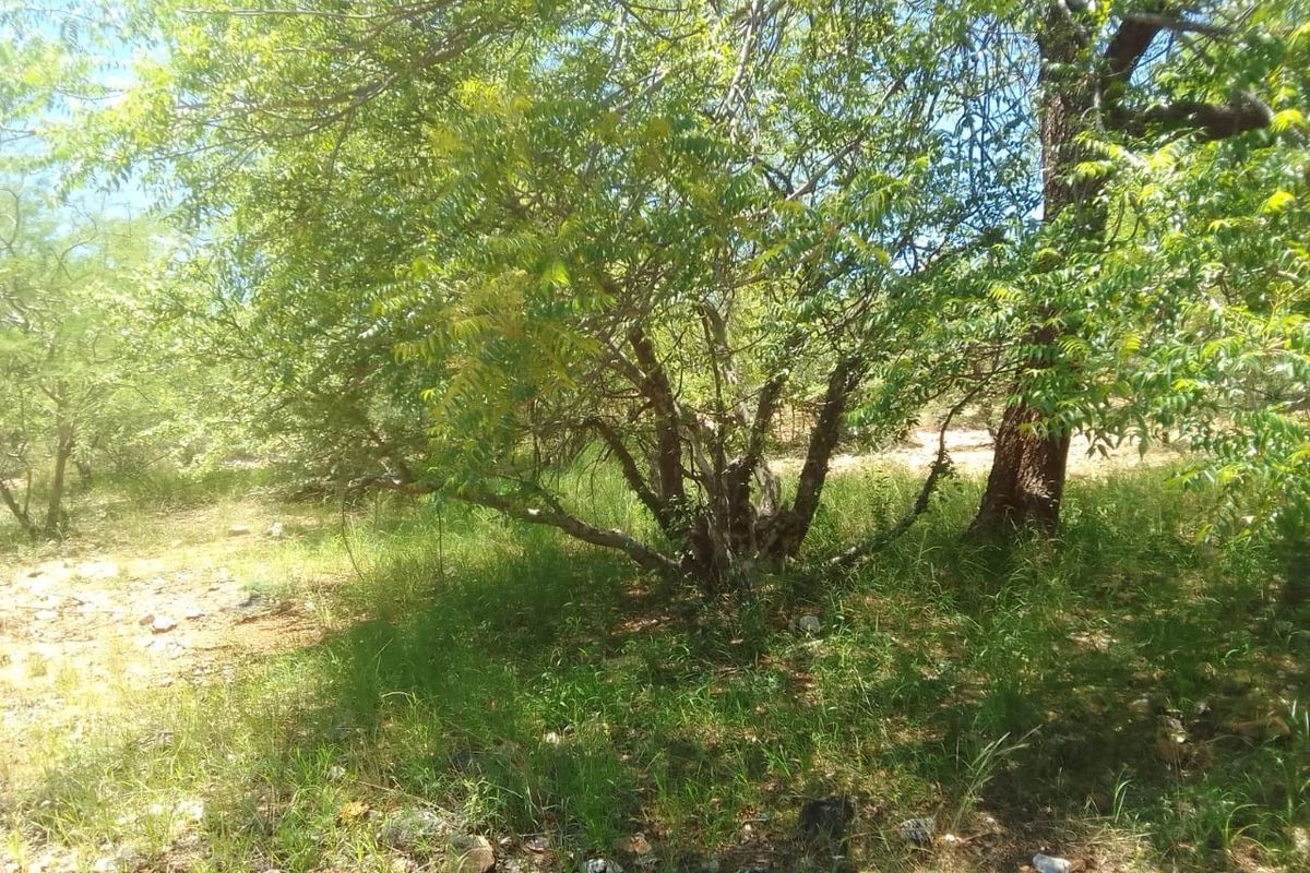 A view of the natural garden area featuring mature trees and established vegetation on the small holding property.