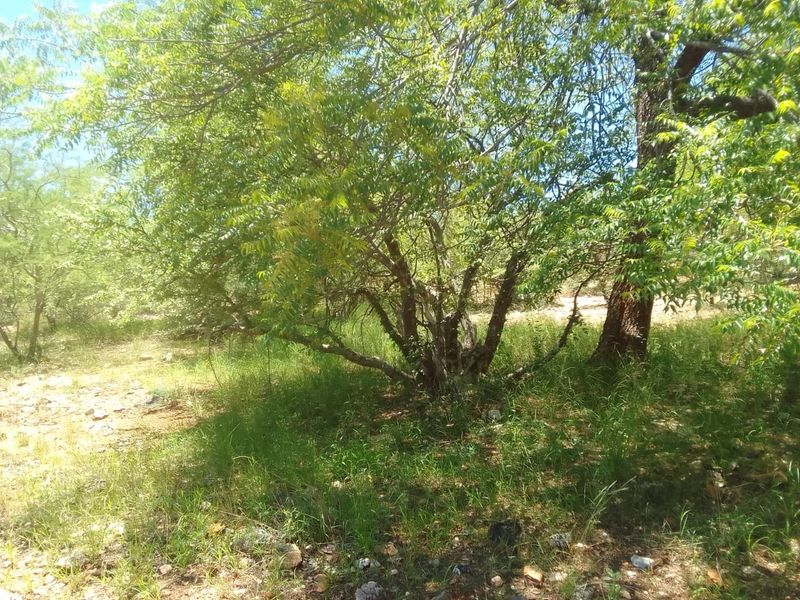 A view of the natural garden area featuring mature trees and established vegetation on the small holding property.