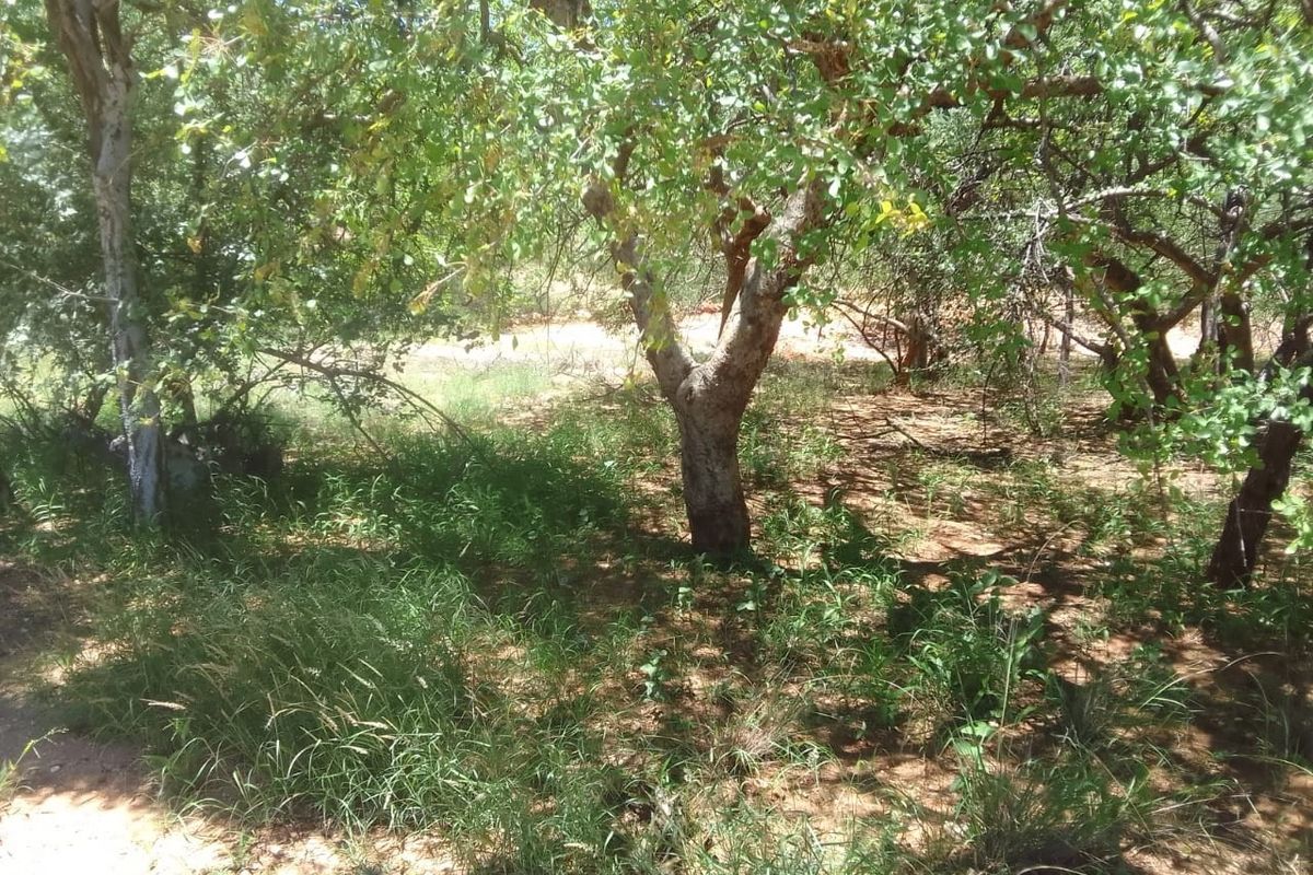 A view of the natural garden area featuring mature trees and established vegetation on the small holding property.
