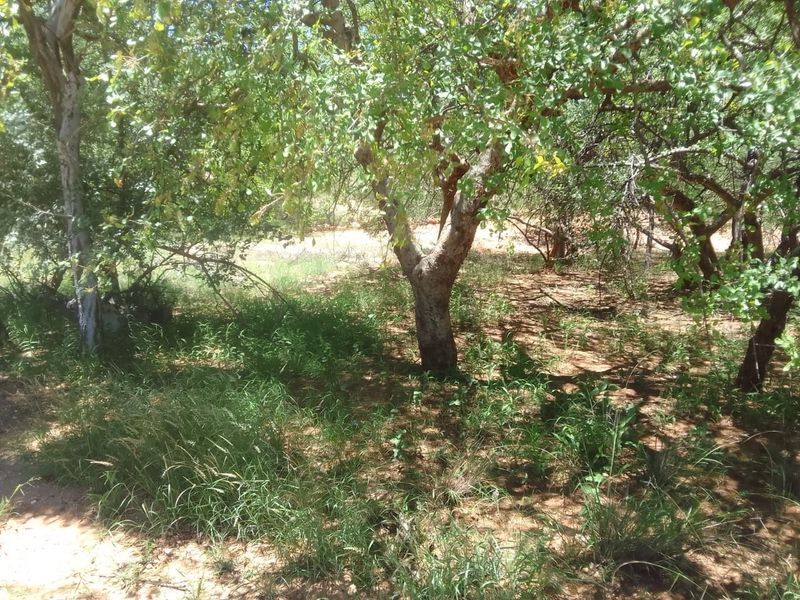A view of the natural garden area featuring mature trees and established vegetation on the small holding property.