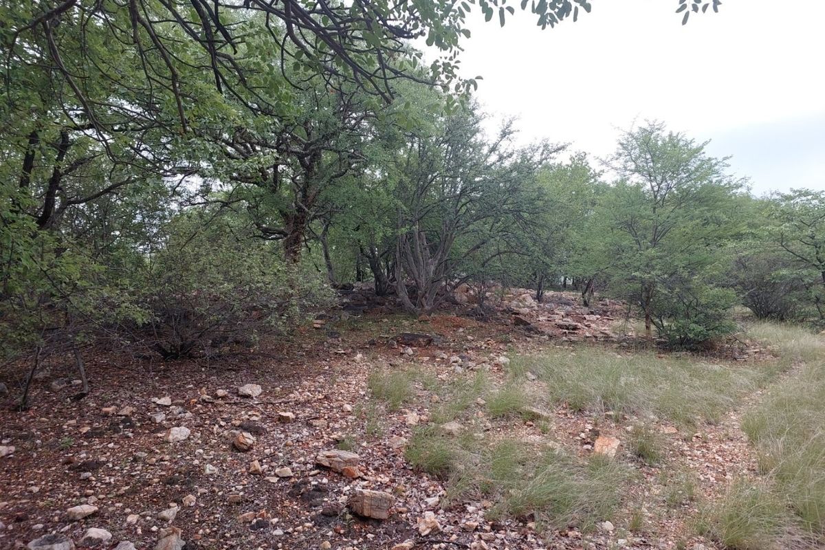 A natural, undeveloped section of the small holding featuring indigenous trees and rocky terrain, offering a rustic and serene outdoor landscape.