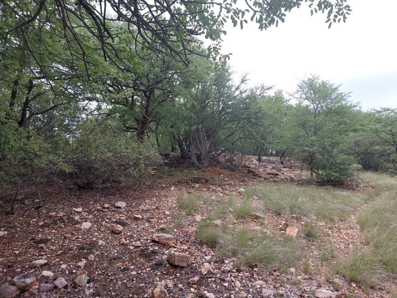 A natural, undeveloped section of the small holding featuring indigenous trees and rocky terrain, offering a rustic and serene outdoor landscape.