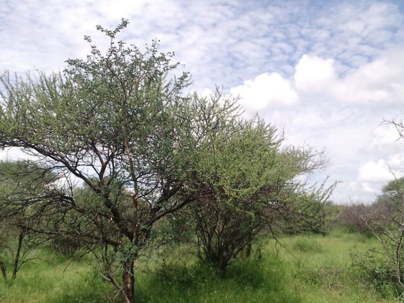 A view of the natural landscape and indigenous trees on the small holding property.