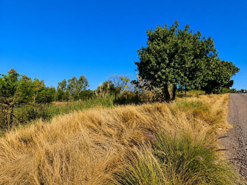 A view of an unpaved road bordering a plot of vacant land with mature trees and natural vegetation under a clear blue sky.