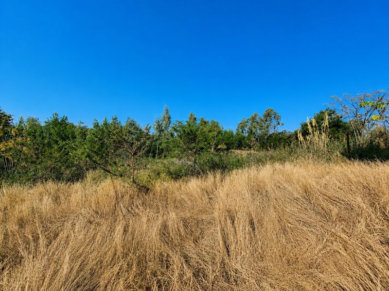 A view of the vacant residential land featuring natural dry grass and established trees under a clear blue sky.
