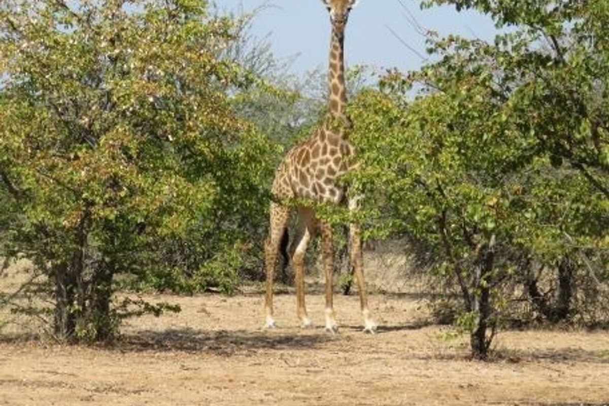 A view of the natural landscape on the farm property featuring indigenous trees and local wildlife.