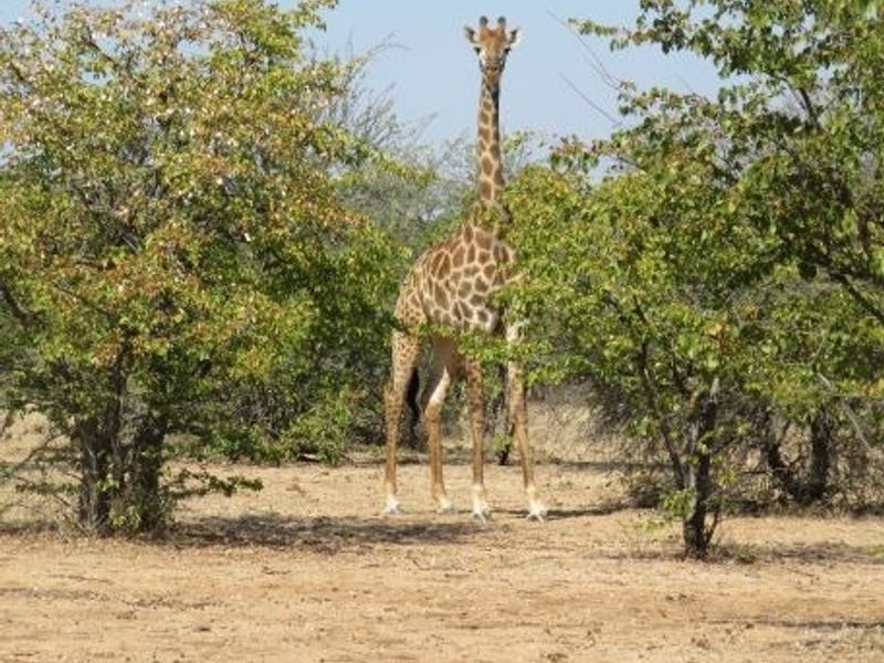 A view of the natural landscape on the farm property featuring indigenous trees and local wildlife.