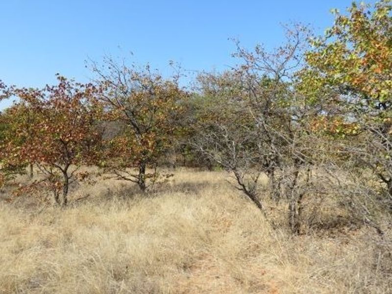 A view of the natural farm landscape featuring indigenous trees and dry veld grass under a clear blue sky.